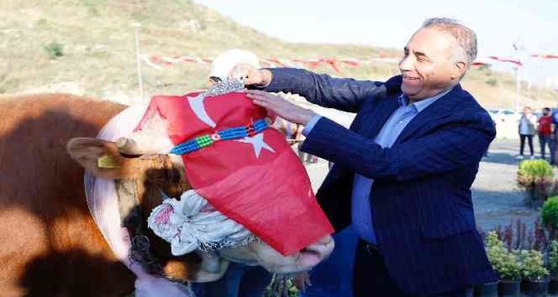 Sultangazi'de kurbanlıklar yarıştı, birinciye tam altın hediye edildi
