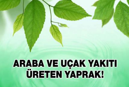 Araba ve uçak yakıtı üreten yaprak