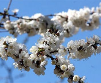 Baharın müjdecisi ilk cemre düştü