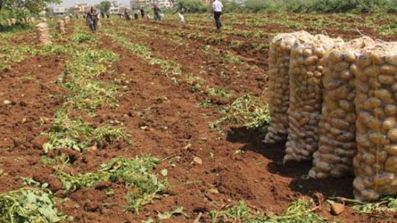 Bakan Zeybekçi'den patates fiyatlarıyla ilgili açıklama