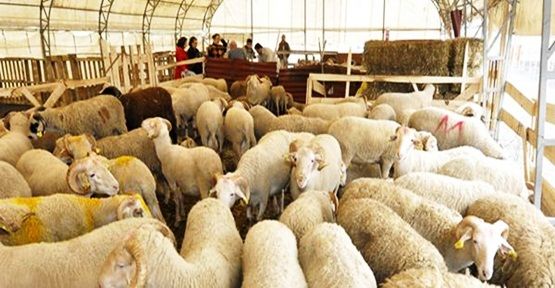 BAYRAMPAŞA BELEDİYESİ, KURBAN BAYRAMI’NA HAZIR