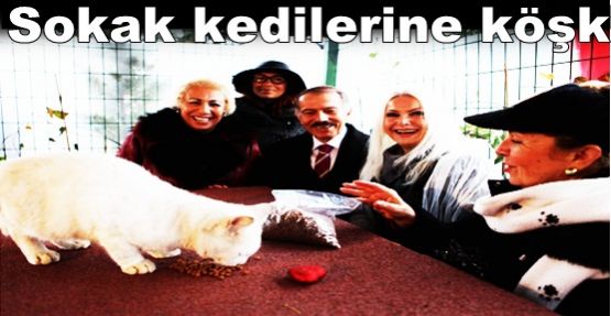  Bayrampaşa’da Sokak kedilerine köşk!