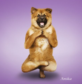 Bu köpekler yoga yapıyor-FOTO GALERİ-