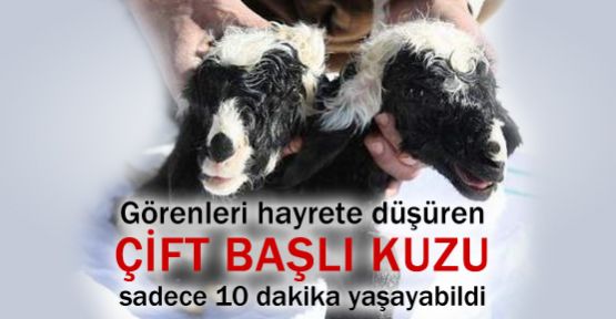 Çift başlı kuzu !