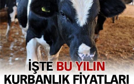 Kurbanlık fiyatları belli oluyor