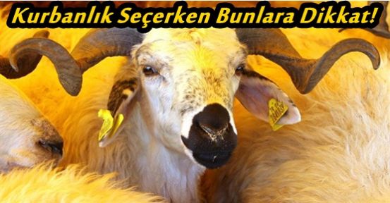 Kurbanlık seçerken dikkat edilecek hususlar