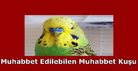 Muhabbet Edilebilen Muhabbet Kuşu