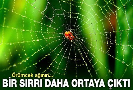 Örümcek ağının bir sırrı daha ortaya çıktı