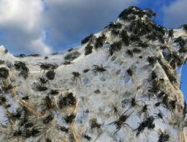 Örümcek istilası böyle görüntülendi-FOTO GALERİ-