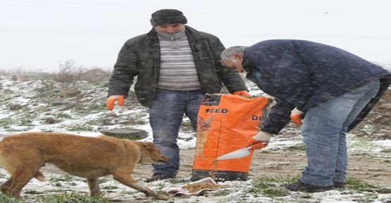 Sokak Hayvanlarına Yemleme Çalışması