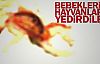 Bebeklerini hayvanlara yedirdiler! 