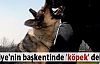 Türkiye'nin başkentinde 'köpek' dehşeti