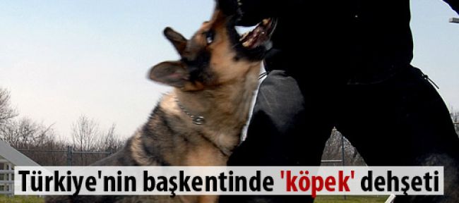 Türkiye'nin başkentinde 'köpek' dehşeti