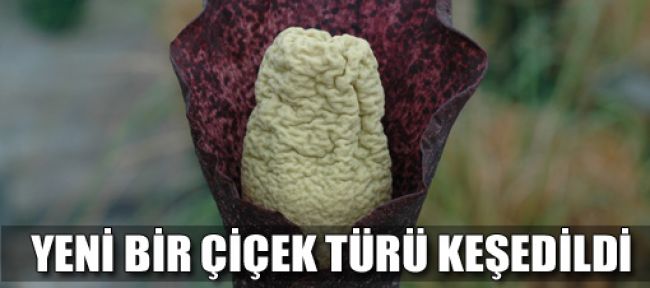 Yeni bir çiçek türü keşfedildi