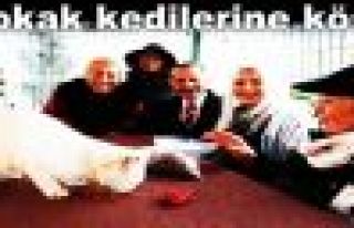  Bayrampaşa’da Sokak kedilerine köşk!