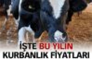 Kurbanlık fiyatları belli oluyor